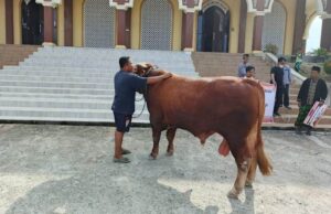 Warga IKN Kebagian 27 Ekor Sapi Kurban Sumbangan Dari Presiden